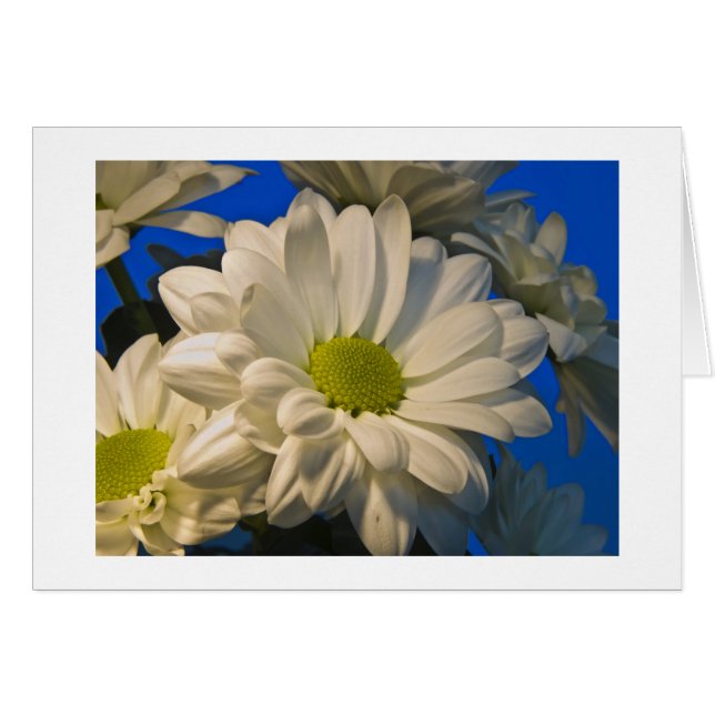 Cartão Asters (Frente Horizontal)