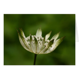 Cartão Astrantia
