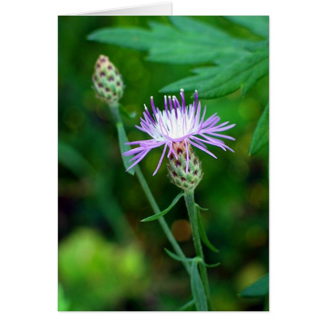 Cartão Astro (Frente)