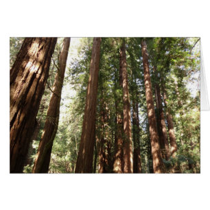 Cartão Até Redwoods II no Monumento Nacional de Muir Woo