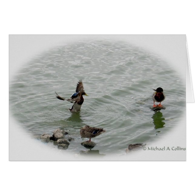 Cartão Aterrissagem (Frente Horizontal)