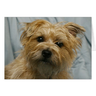 cartão aterrorizador com orelhas de disquete