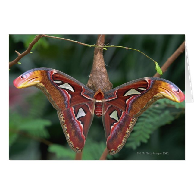 Cartão Atlas moth (Frente Horizontal)