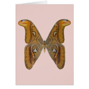 Cartão Atlas Moth