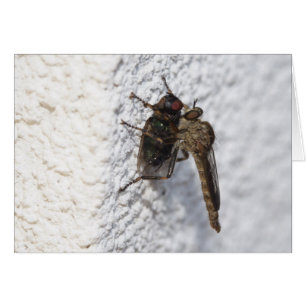 Cartão Atricapillus de Tolmerus