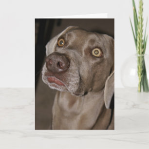 Cartão Attentive Weimaraner