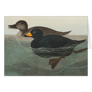 Cartão Audubon American Scoter Duck