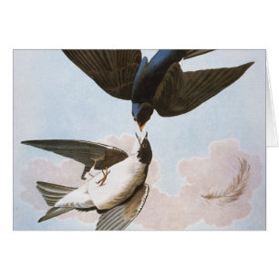 Cartão Audubon: Andorinha de árvore