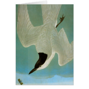 Cartão Audubon: Andorinha-do-mar Gaivota-Faturada