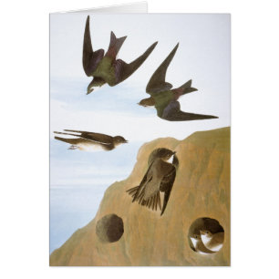Cartão Audubon: Andorinhas
