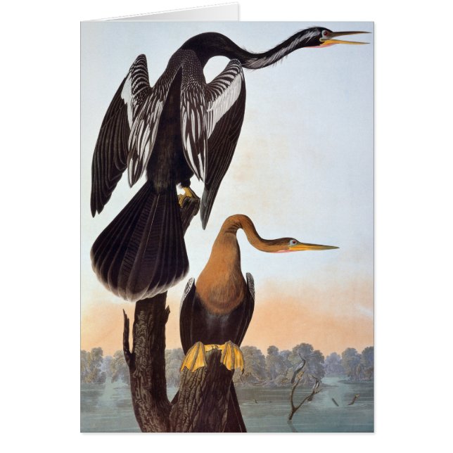 Cartão Audubon: Anhinga (Frente)
