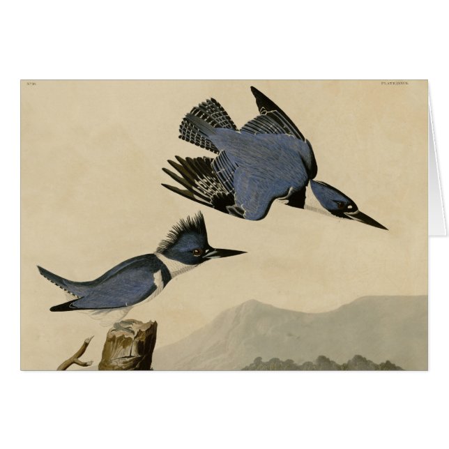 Cartão Audubon Belfisher Kingfisher Wildlife Bird (Frente Horizontal)