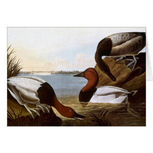 Cartão Audubon: Canvasback
