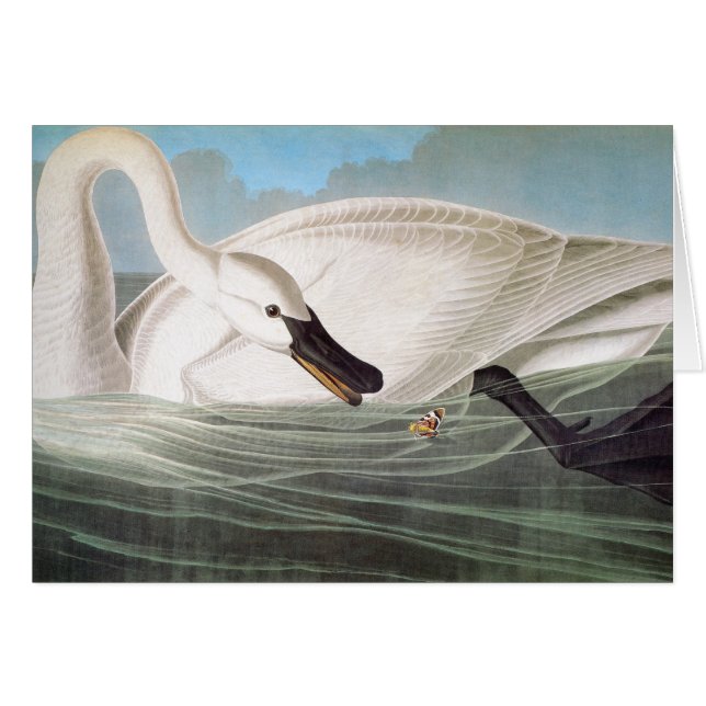 Cartão Audubon: Cisne de Trompeter (Frente horizontal)