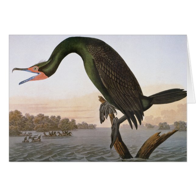 Cartão Audubon: Cormorante Duplo Detido (Frente horizontal)