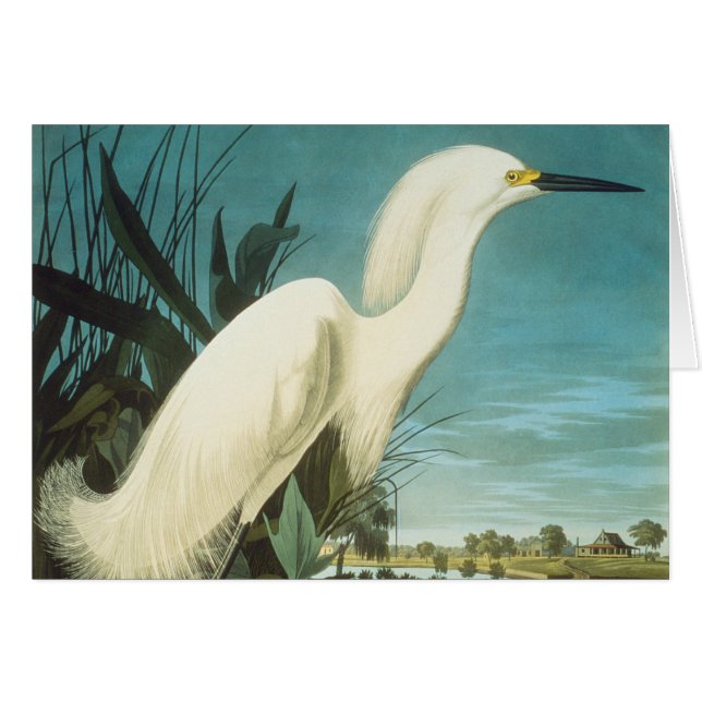 Cartão Audubon: Egret (Frente horizontal)