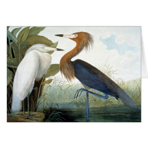 Cartão Audubon: Egret avermelhado ou garça-real roxa