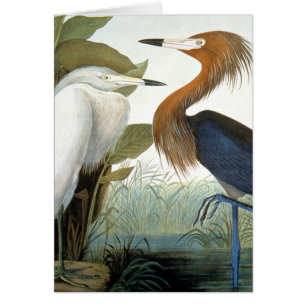 Cartão Audubon: Egret avermelhado ou garça-real roxa