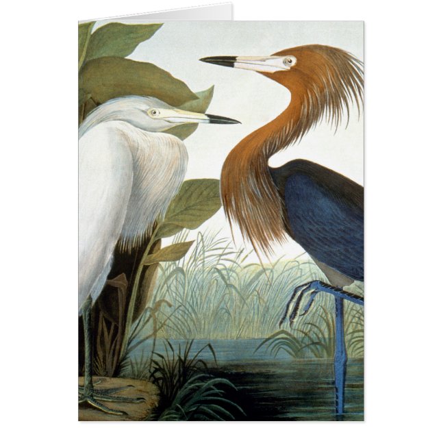 Cartão Audubon: Egret avermelhado ou garça-real roxa (Frente)