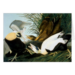 Cartão Audubon: Eider Duck