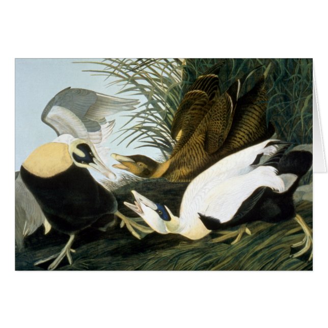 Cartão Audubon: Eider Duck (Frente horizontal)