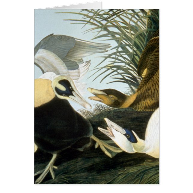 Cartão Audubon: Eider Duck (Frente)