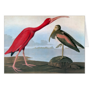 Cartão Audubon: Escarlate dos íbis