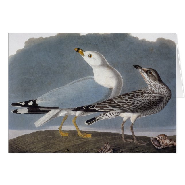 Cartão Audubon: Gaivota com anel (Frente horizontal)