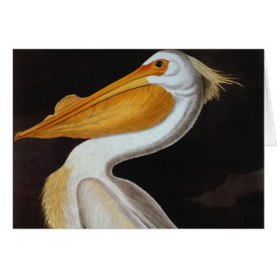 Cartão Audubon: Grande pelicano branco