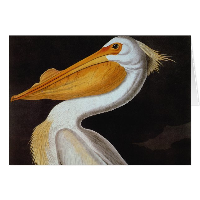 Cartão Audubon: Grande pelicano branco (Frente horizontal)