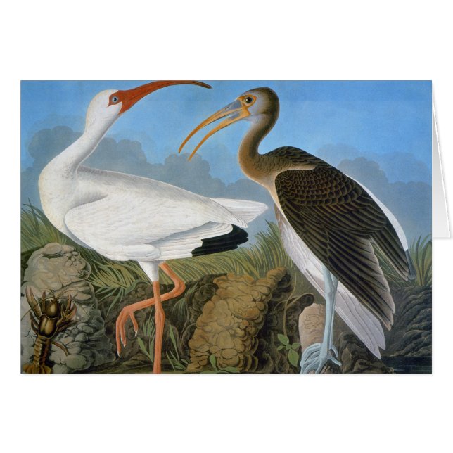Cartão Audubon: Ibis Branco (Frente horizontal)