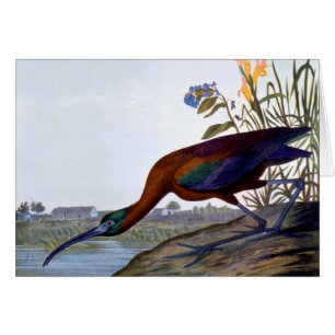 Cartão Audubon: Íbis lustrosos