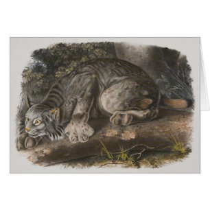 Cartão Audubon - lince canadense