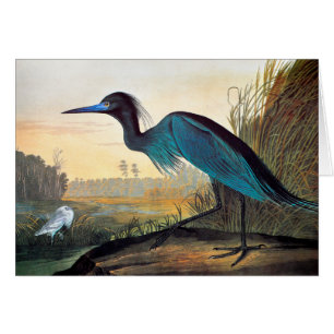 Cartão Audubon: Little Blue Heron