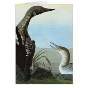 Cartão Audubon: Mergulhão-do-norte ártico