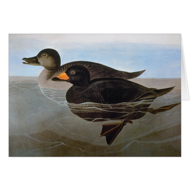 Cartão Audubon: Scoter Preto (Frente horizontal)