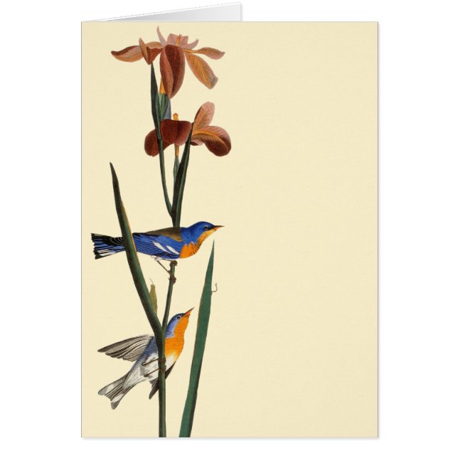 Cartão Audubon: Toutinegra (Frente)