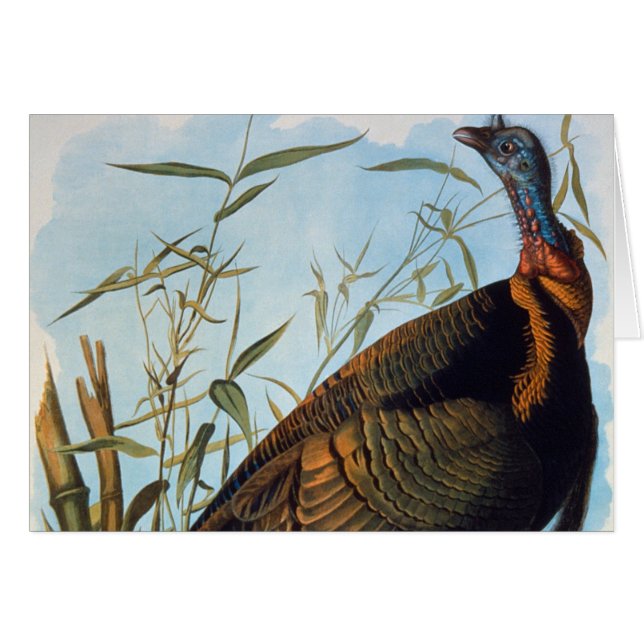 Cartão Audubon: Wild Turkey (Frente horizontal)
