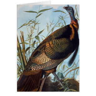 Cartão Audubon: Wild Turkey