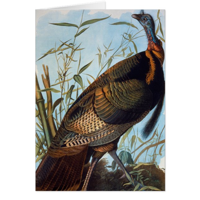 Cartão Audubon: Wild Turkey (Frente)