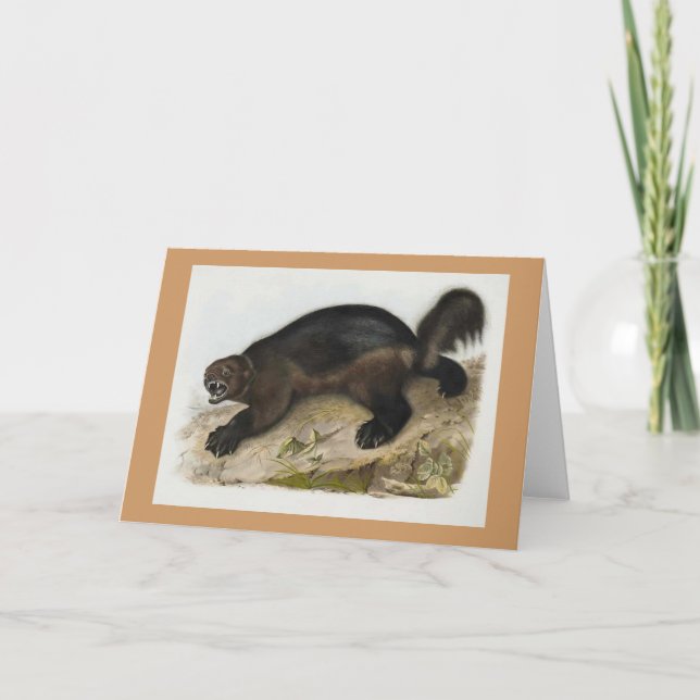 Cartão Audubon - Wolverine (Frente)