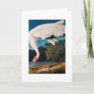 Cartão Audubon's American Hooping Crane