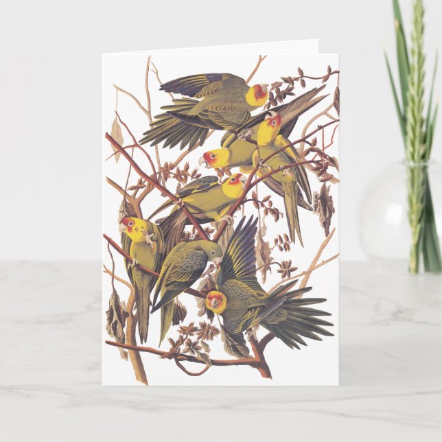 Cartão Audubon's Carolina Parakeet (Frente)