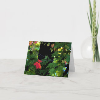 Cartão August Autumn Notecards