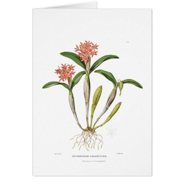 Cartão Aurantiaca de Guarianthe (Frente)