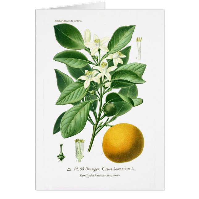 Cartão Auranticum do citrino (laranja de Sevilha) (Frente)