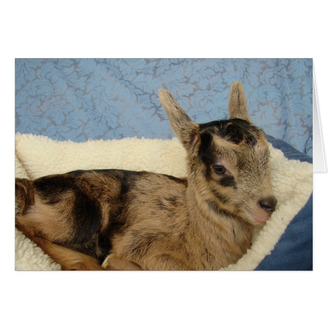 Cartão Aussie mimado (Frente Horizontal)