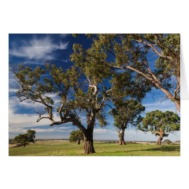 Cartão Austrália, Barossa Valley, Mount Pleasant (Frente Horizontal)