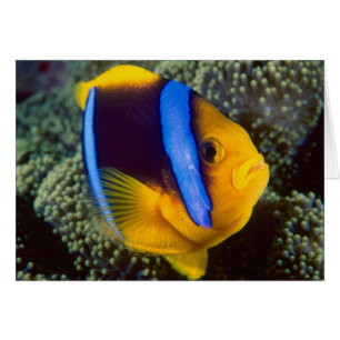 Cartão Austrália, Grande Barreira de Coral, Peixe-palhaço
