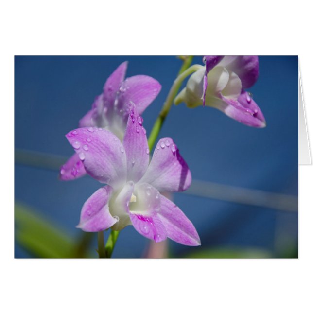 Cartão Austrália, Território Norte, Darwin (Frente Horizontal)